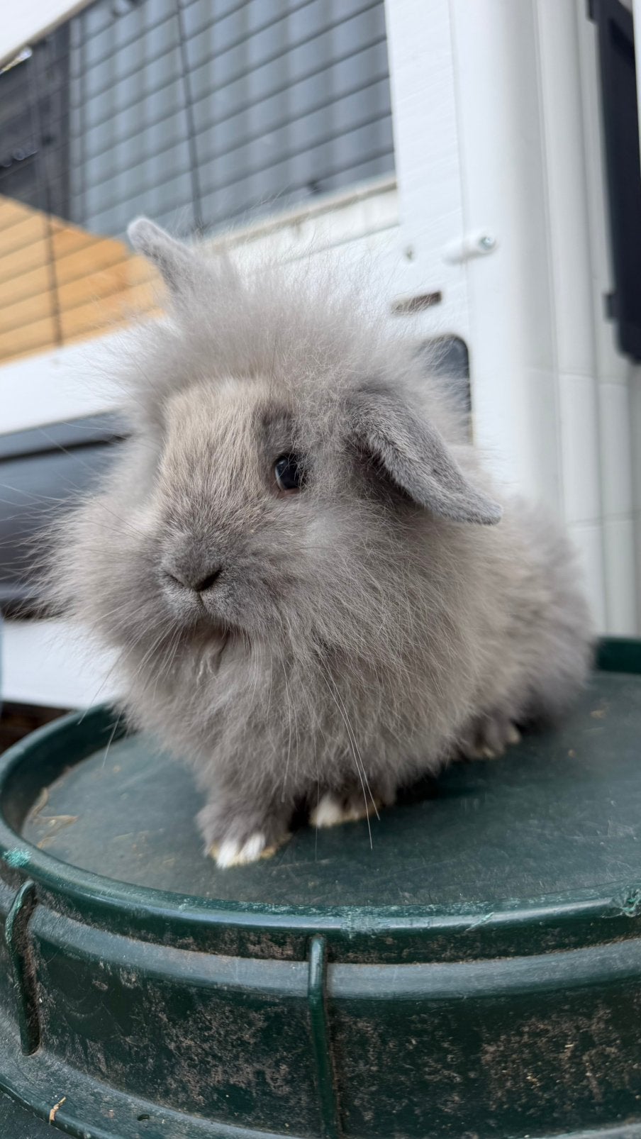 2 prachtige Rammen, Dieren en Toebehoren, Konijnen, Mannelijk, Middelgroot, Hangoor, 0 tot 2 jaar