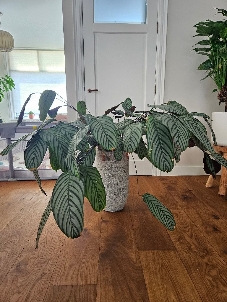 Grote calathea plant met pot, Ophalen, 100 tot 150 cm, Overige soorten, Halfschaduw