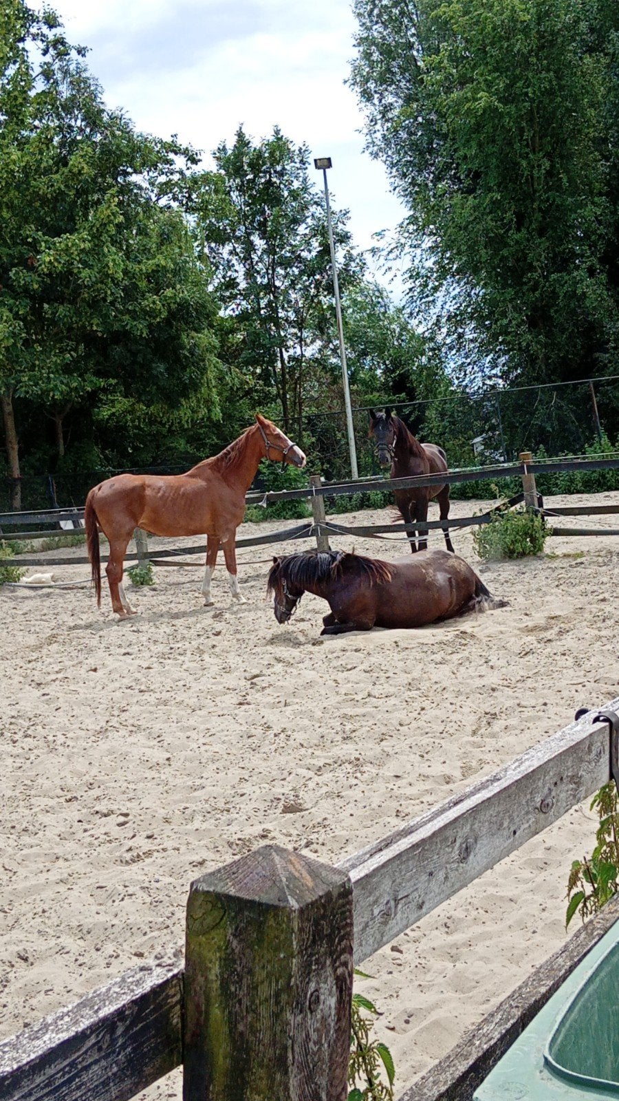 DIRECT NODIG. PADDOCK/WEIDE MET SCHUILSTAL. omg Barendrecht
