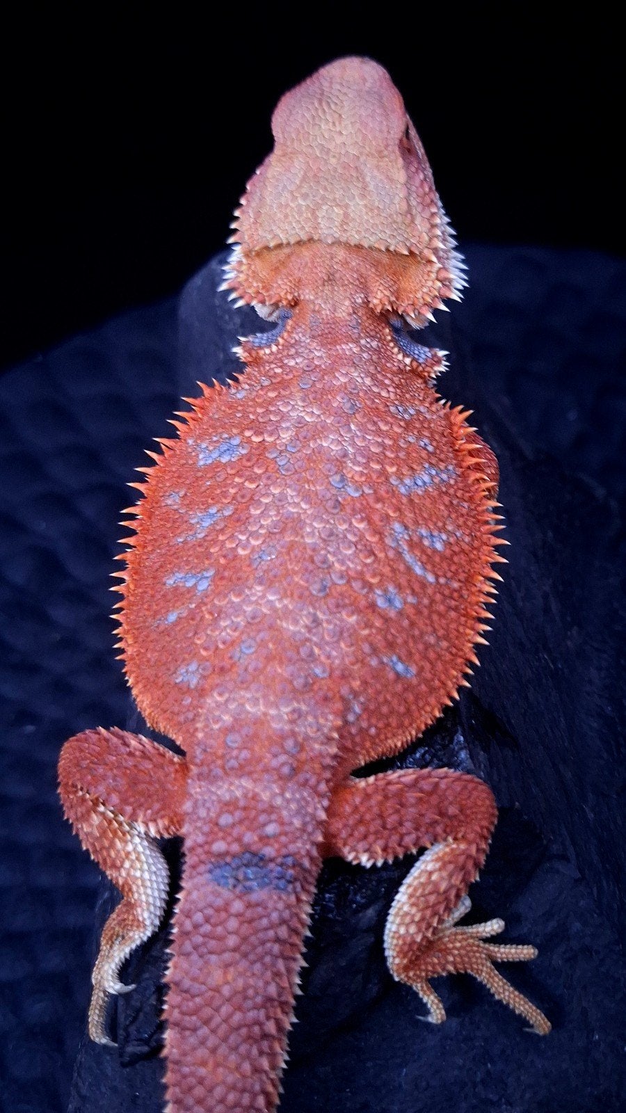 Baardagaam Mannen Red Hypo Blue Bar Bearded Dragon photo 8