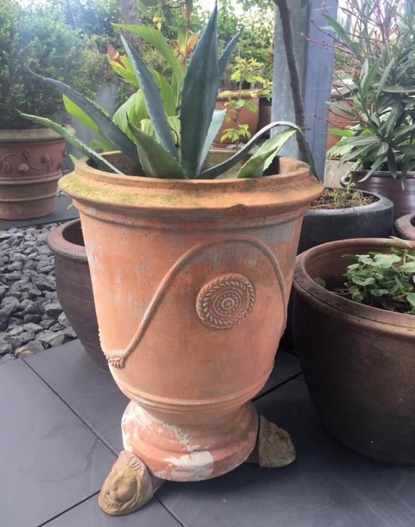 Grote Bio Nederlandse blauw Agave zonplanten winterhard, Ophalen of Verzenden, Overige soorten, Volle zon