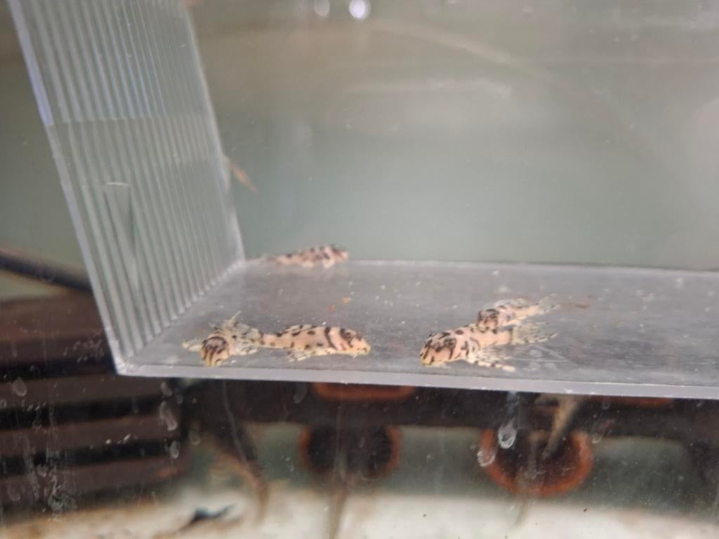 L236sw, Dieren en Toebehoren, Vissen | Aquariumvissen, Vis, Zoetwatervis