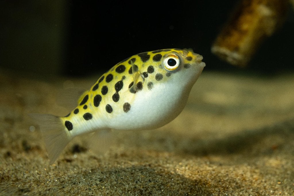 Green Spotted Puffer (Brakwater Kogelvis) 7 cm, Vis, Zoetwatervis