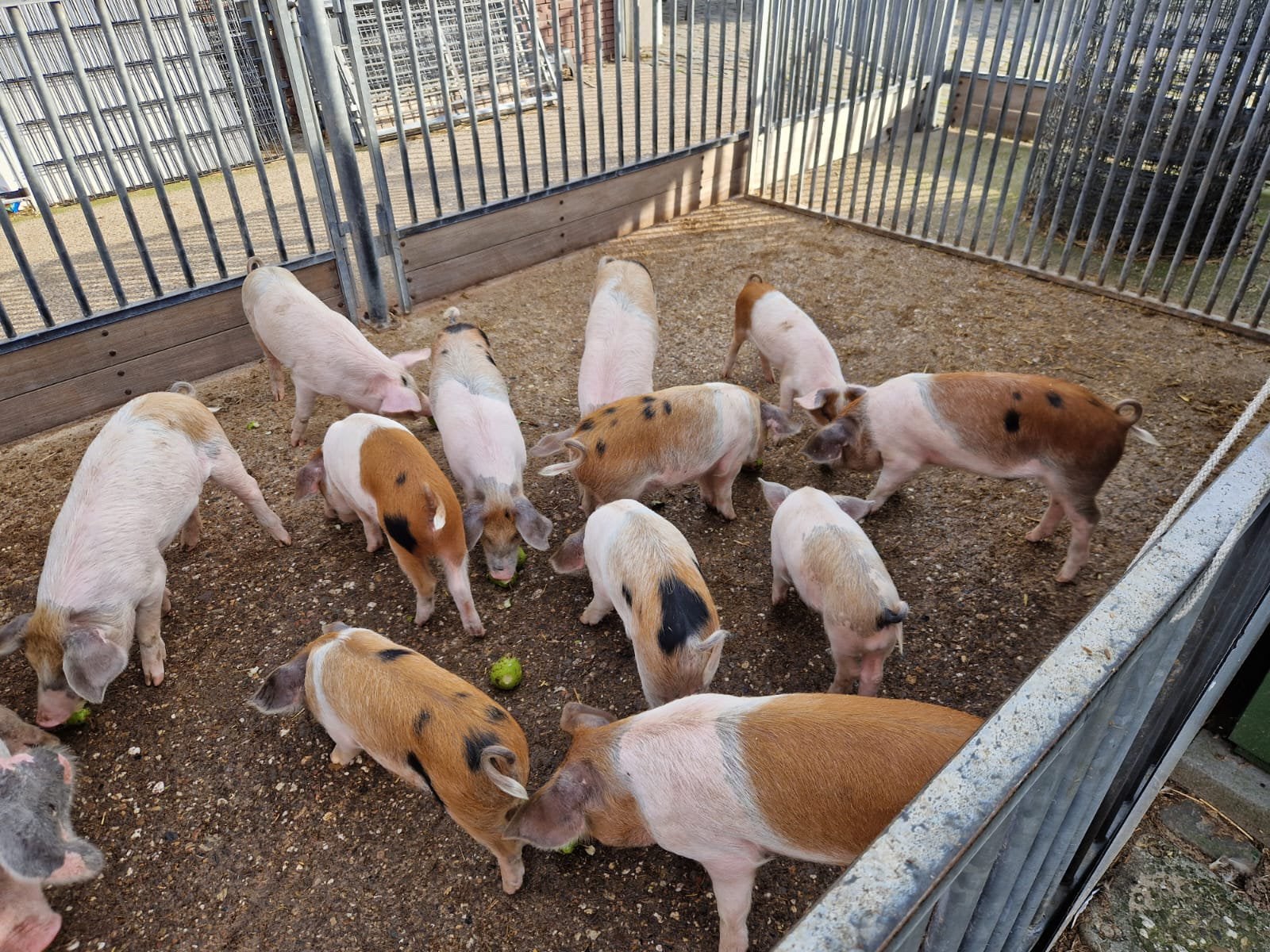 Husumer biggen (11stuks), Mannelijk, Varken, 0 tot 2 jaar
