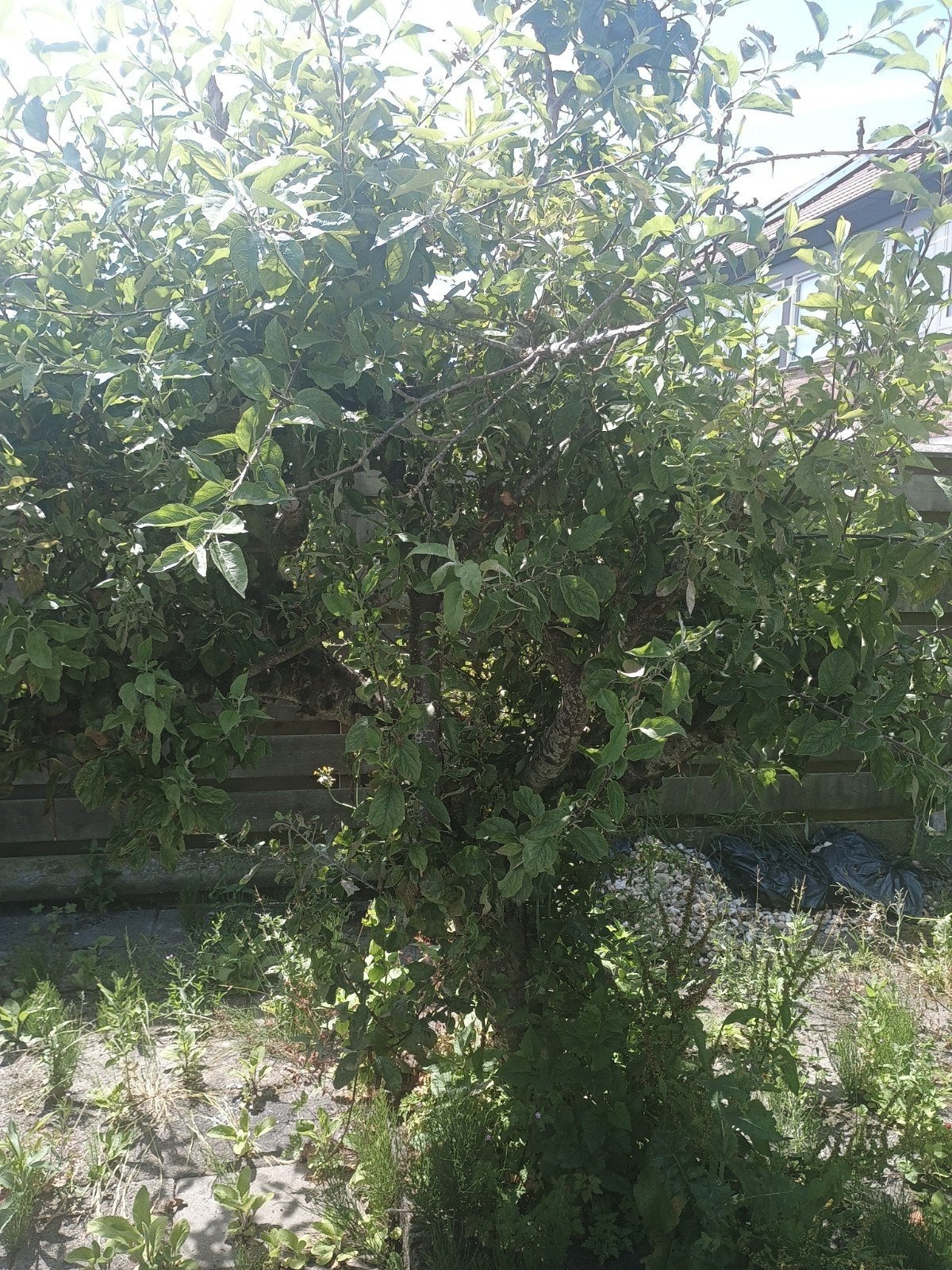 Druivenboom - Heerlijke druiven uit eigen tuin!, Tuin en Terras, Planten | Fruitbomen, Lente, Overige soorten, Volle zon, Ophalen of Verzenden
