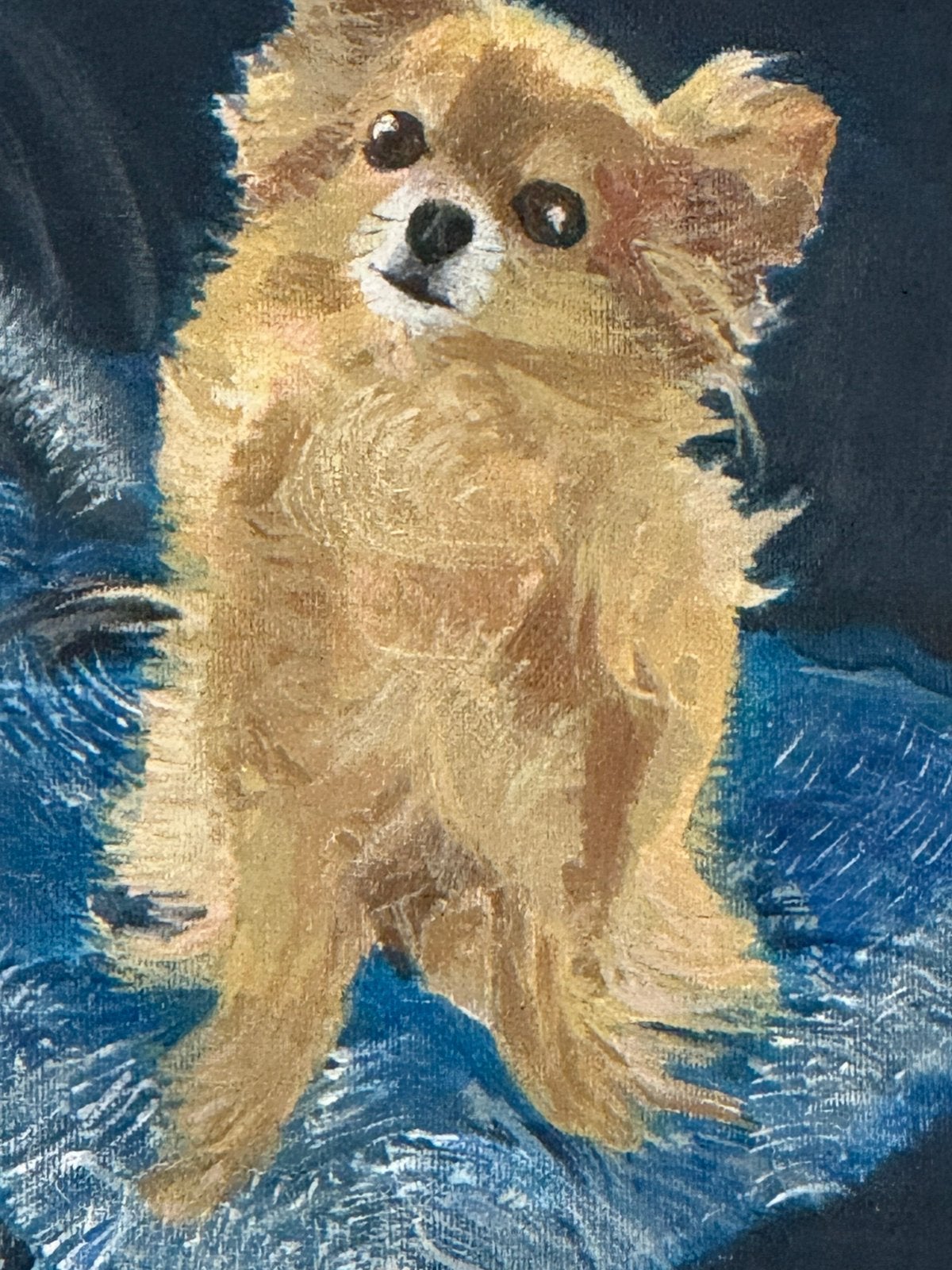 Langharige Chihuahua gezocht, Dieren en Toebehoren, CDV (hondenziekte), Teef, Eén hond, Chihuahua