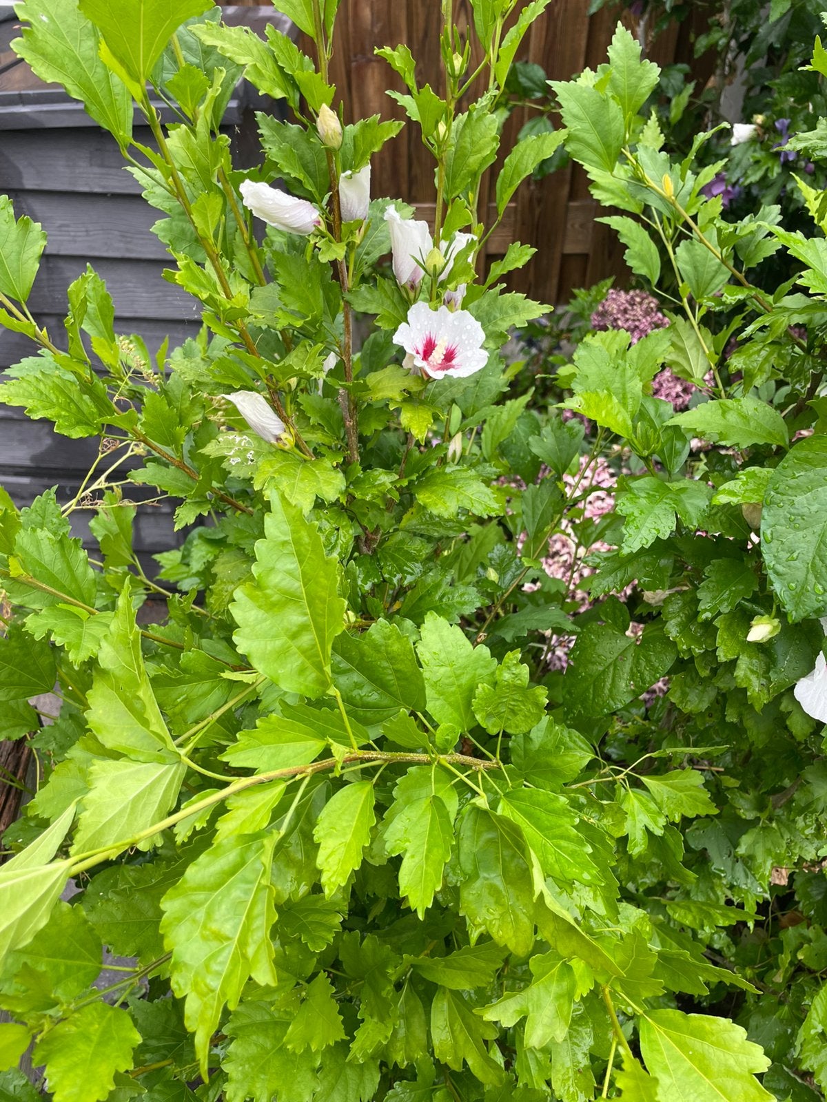 Hibiscus wit of roze, Overige soorten, 100 tot 250 cm, Zomer, Ophalen