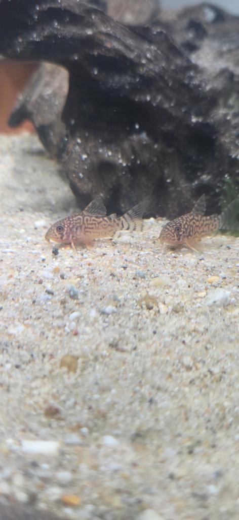 Sterbai corydora 11 stuks, Dieren en Toebehoren, Vis