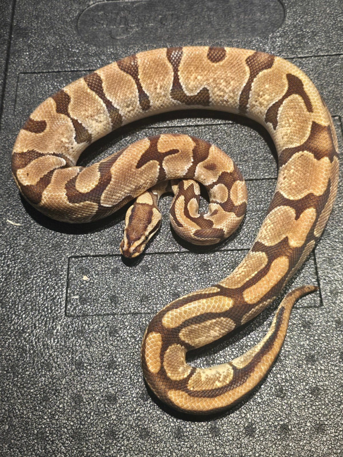 0.1 enchi Ball Python - female for sale from martijn