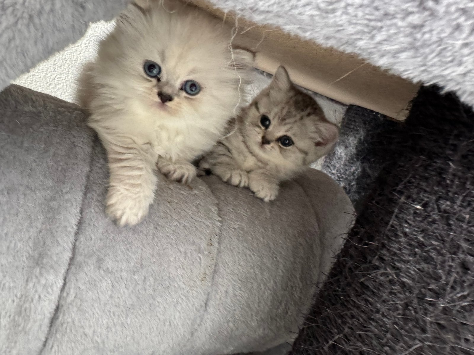 100% Raszuiver Brits korthaar en langhaar kittens., Meerdere dieren, Ontwormd, 0 tot 2 jaar