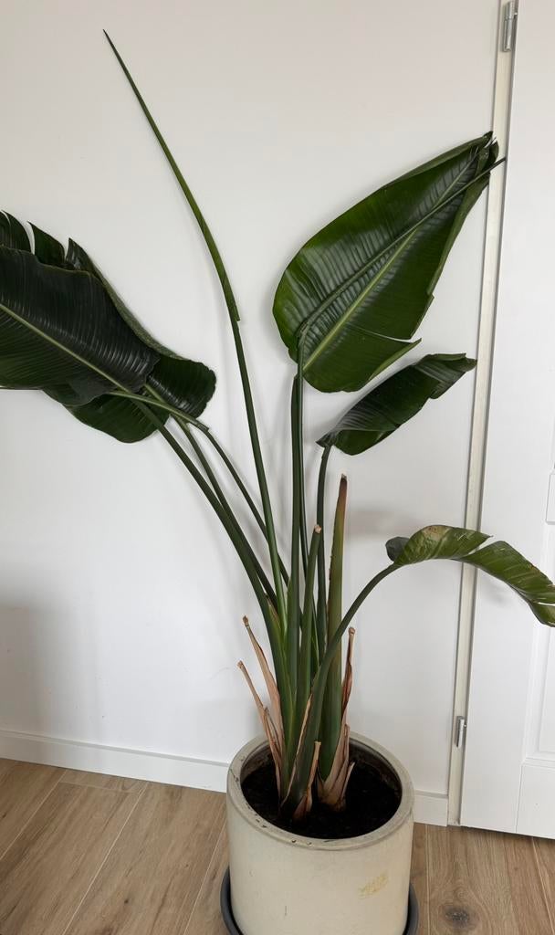 Strelitzia Nicola, Overige soorten, 150 tot 200 cm, Groene kamerplant, Halfschaduw