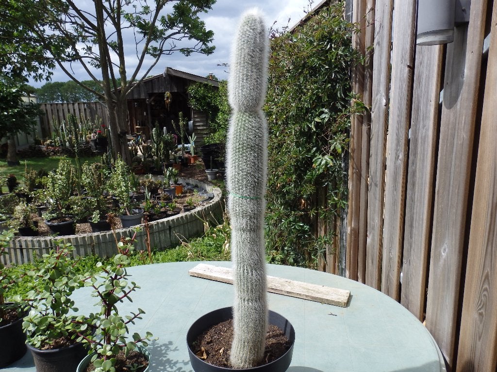 Te koop mooie grote cactus, Ophalen, 100 tot 150 cm, Volle zon, In pot