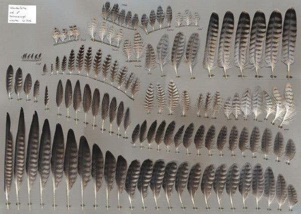 slechtvalk veren, Ophalen of Verzenden, Beeldje of Figuurtje