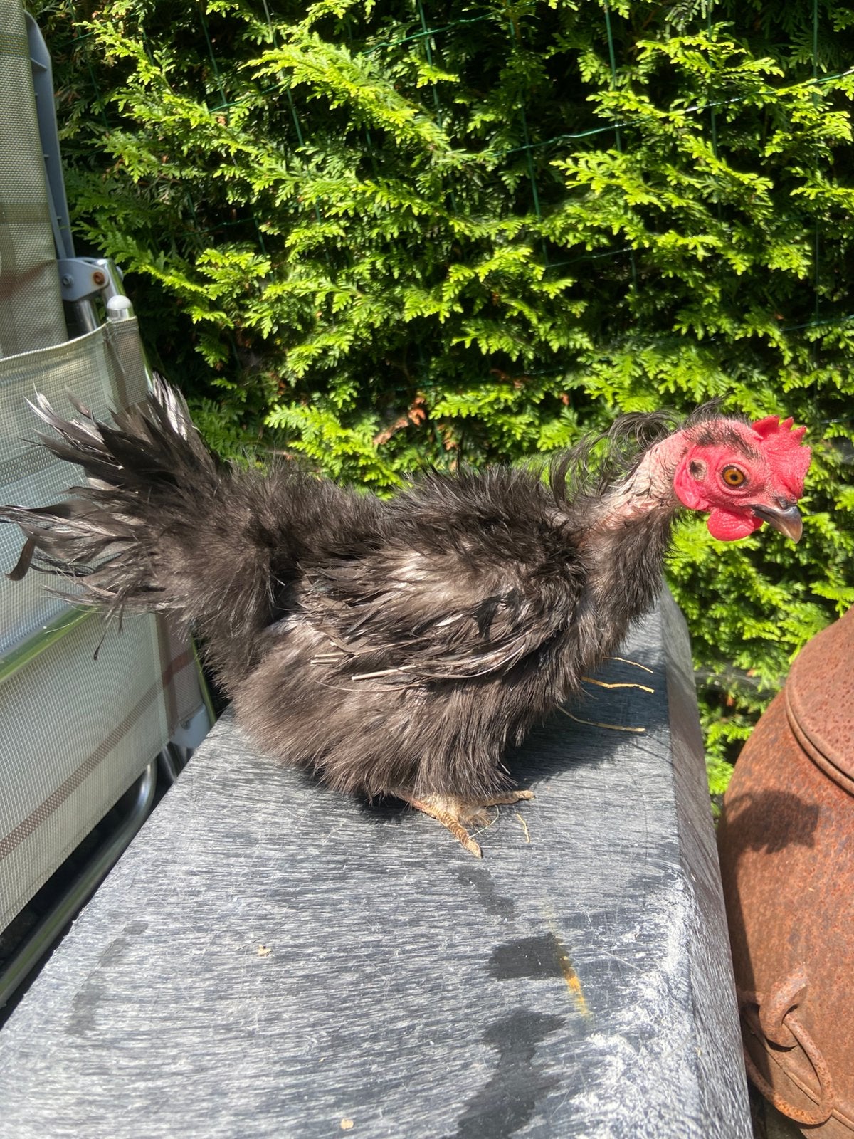 Zijdeveer met krul serama hen van circa 8 maanden, Dieren en Toebehoren, Pluimvee, Vrouwelijk, Kip