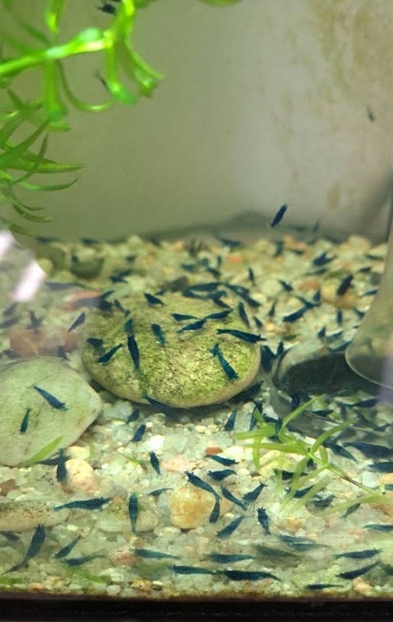 Neocaridina Blue Diamond Garnalen, Dieren en Toebehoren, Kreeft, Krab of Garnaal, Zoetwatervis, Schoolvis