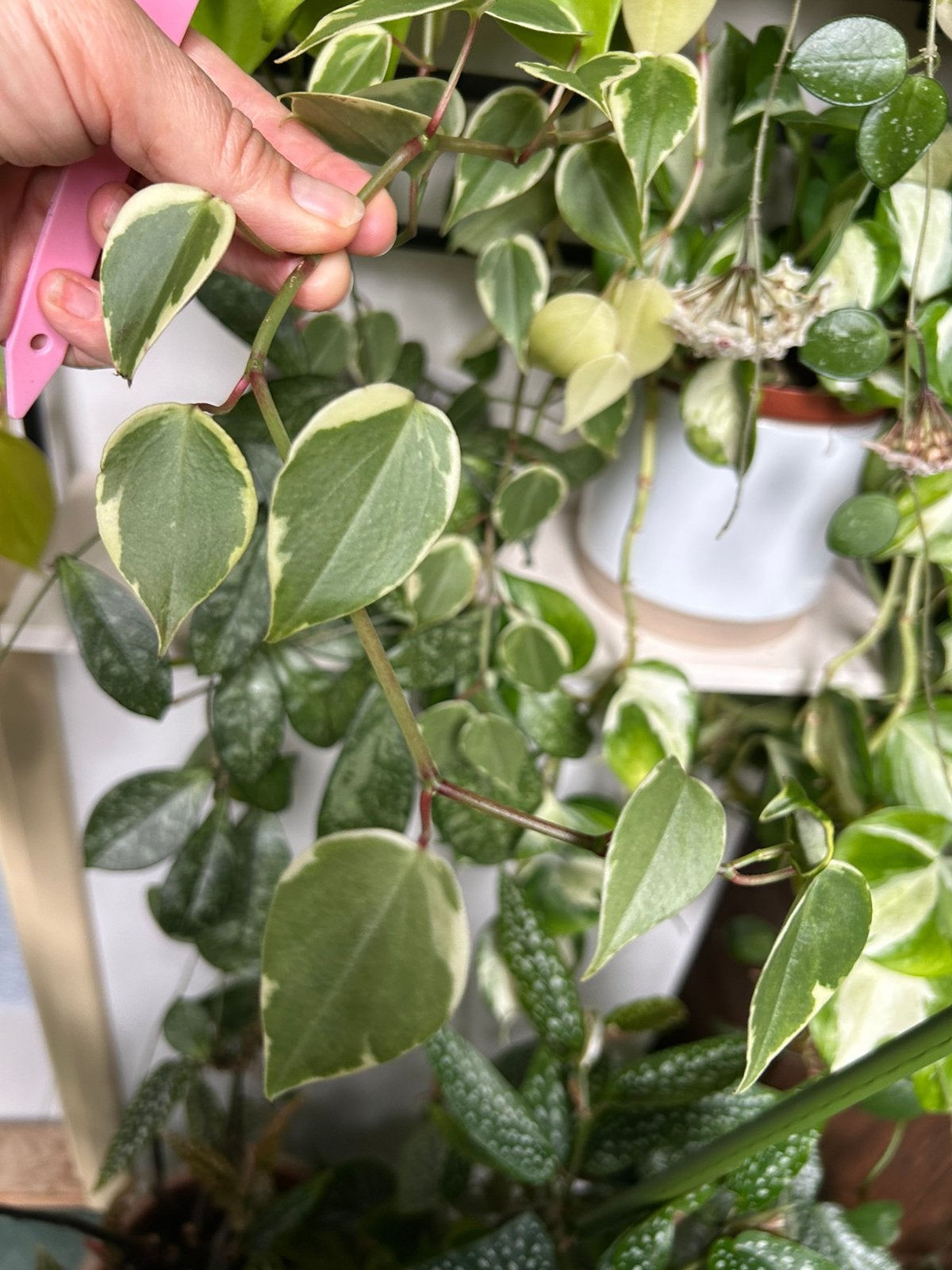 Peperomia scandens variegata, kopstek, Ophalen of Verzenden, Halfschaduw, Minder dan 100 cm