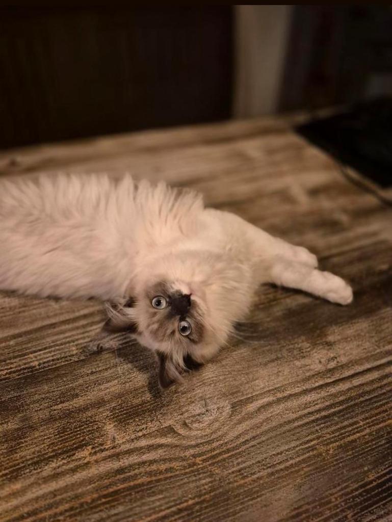 Mainecoon X Ragdoll kitten, Dieren en Toebehoren, Katten en Kittens | Overige Katten, Poes
