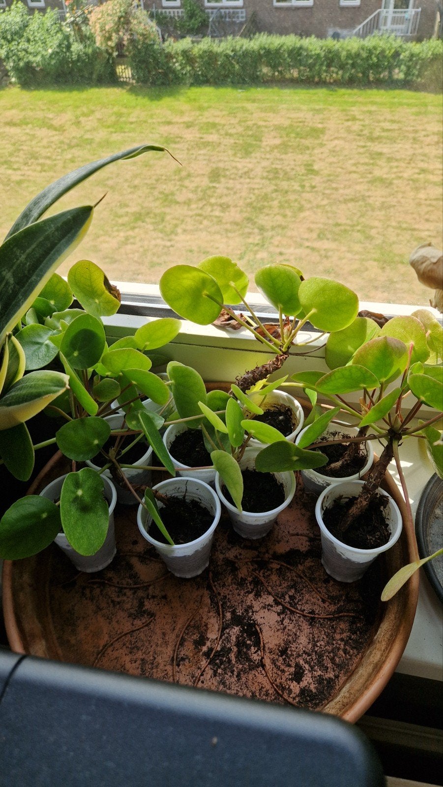 Pannenkoekenplant stekjes (Pilea Peperomioides), Ophalen of Verzenden