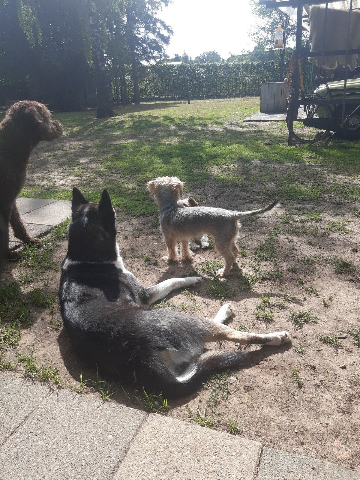 yorkshire terriër, Yorkshire Terriër, Reu, 1 tot 2 jaar, Eén hond