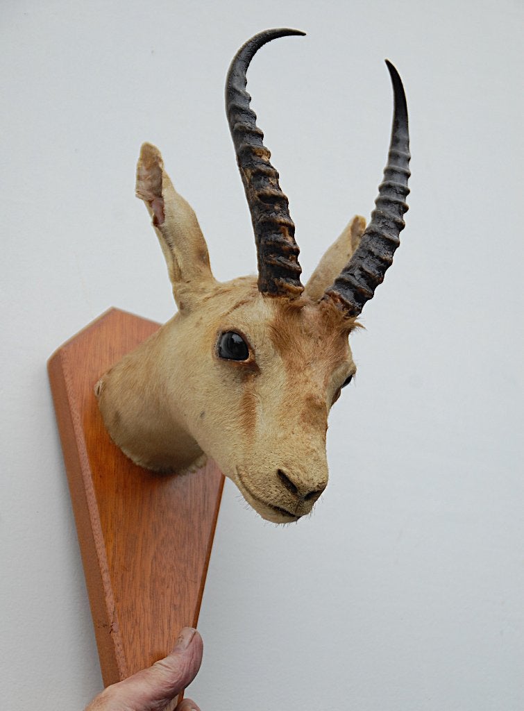 Opgezette springbok, Verzamelen, Ophalen of Verzenden, Zo goed als nieuw, Wild dier, Opgezet dier