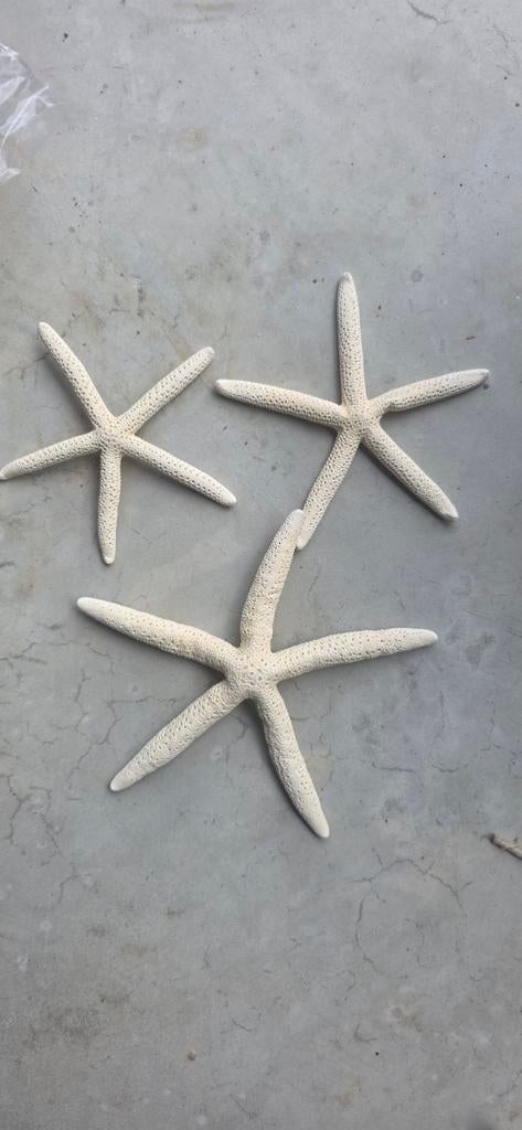 Decoratie zeesterren, schelpen, Ophalen of Verzenden