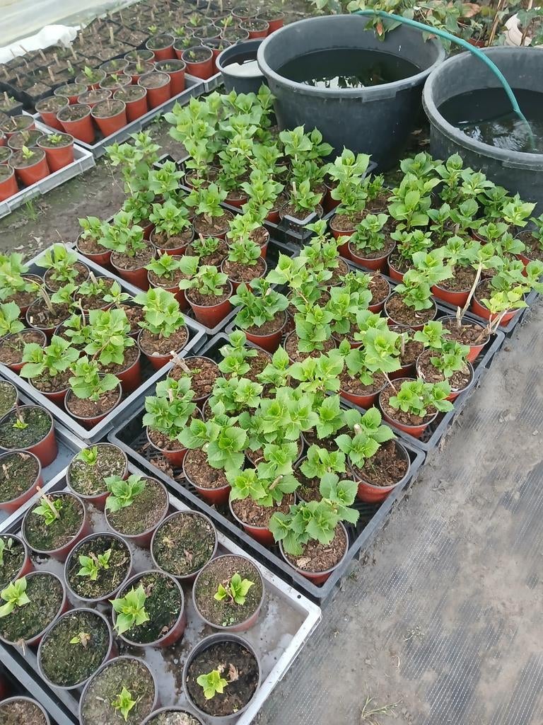 Jonge Hortensia Planten, Vaste plant, Halfschaduw, Zomer, Ophalen