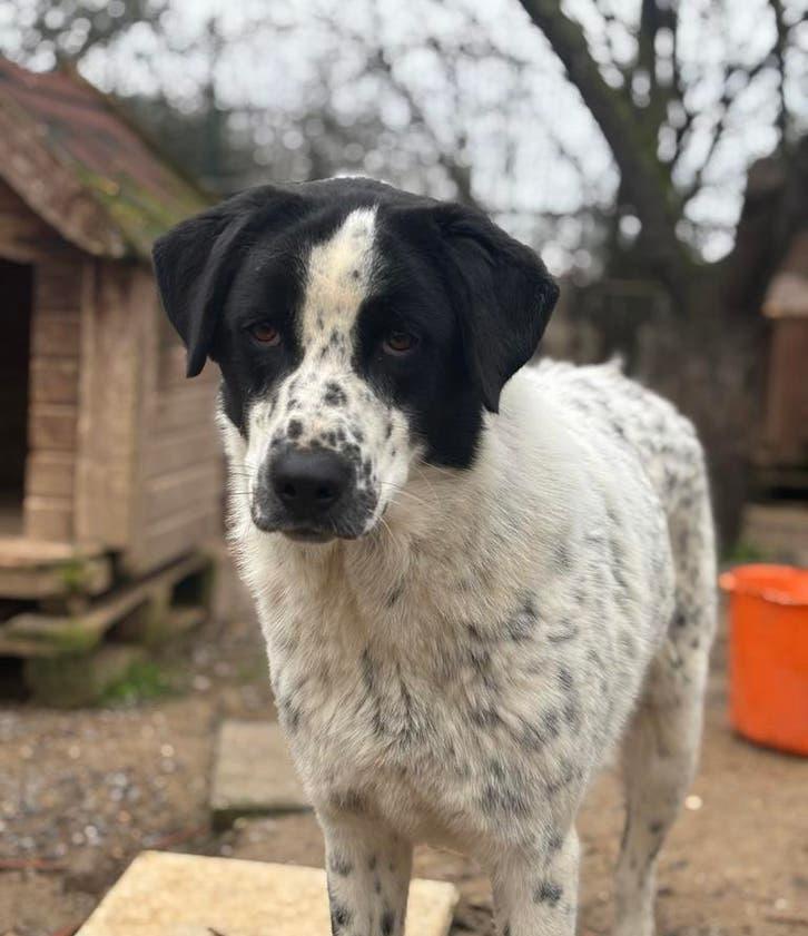 Ontmoet Apollo: een prachtige hond op zoek naar zijn familie, Particulier, Reu, 1 tot 2 jaar, Buitenland