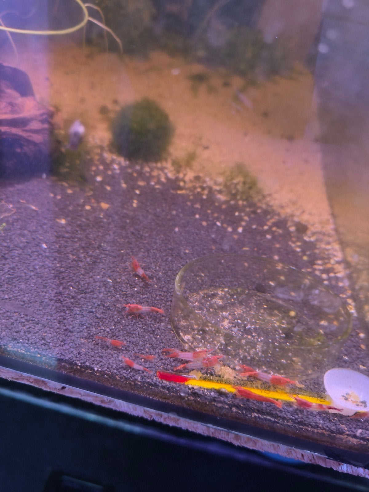red rili neocaradina garnaal, Dieren en Toebehoren