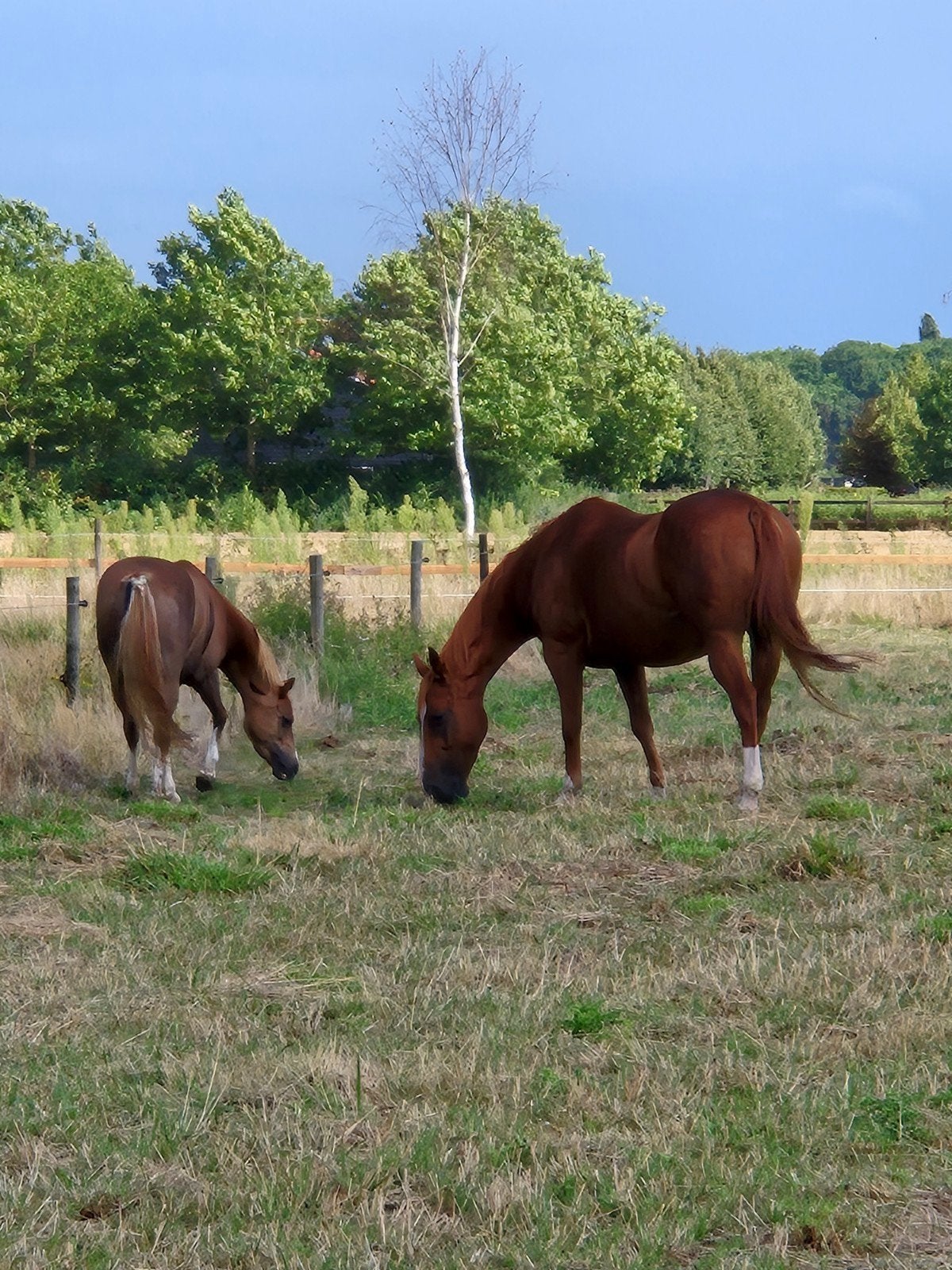 2 plekjes vrij| Paradijsje op sint Philipsland, Weidegang, 2 of 3 paarden of pony's