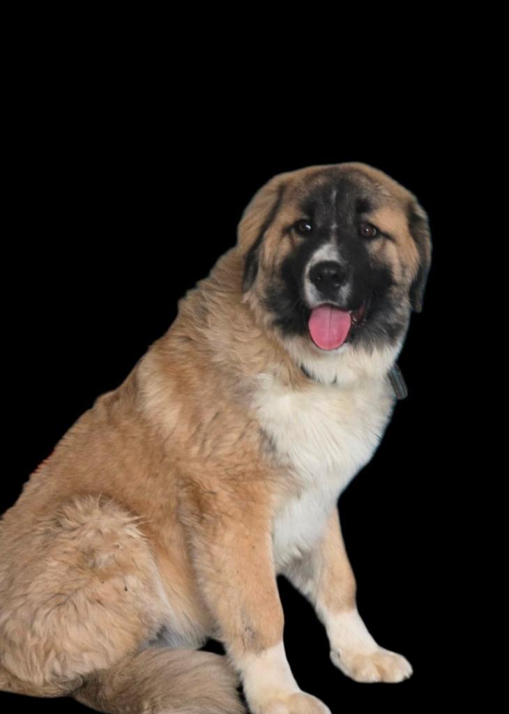 Lieve tibetaanse mastiff /watchdog, Parvo, 15 weken tot 1 jaar, Eén hond, Nederland