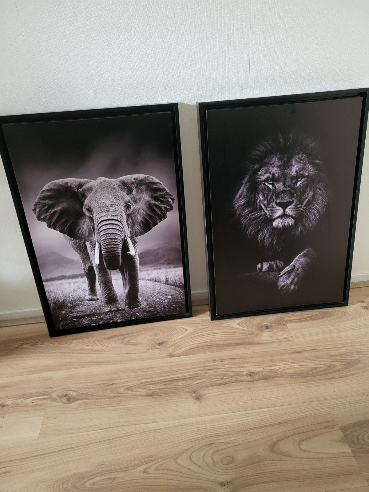 Schilderijen leeuw en olifant, Ophalen, Minder dan 50 cm, Foto of Poster, 50 – 75
