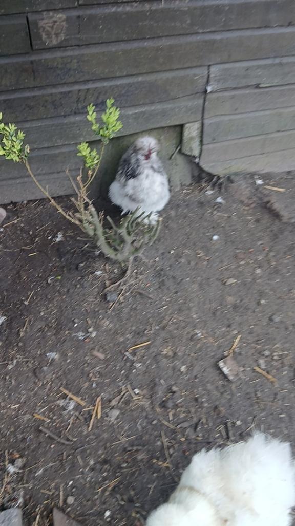 Zijdehoen kuikens, Dieren en Toebehoren, Pluimvee, Meerdere dieren, Kip