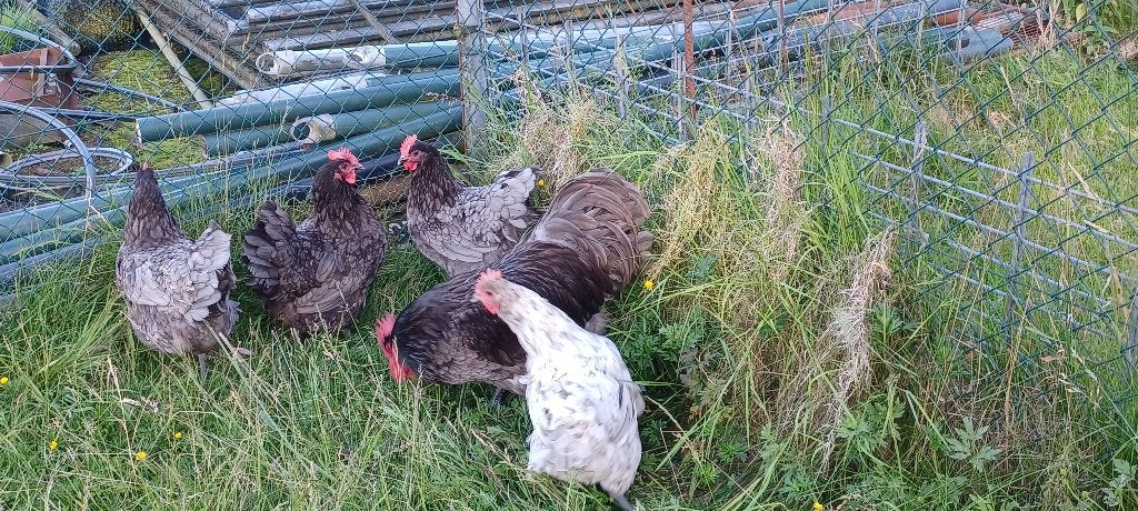 Australorp groot, Meerdere dieren, Kip