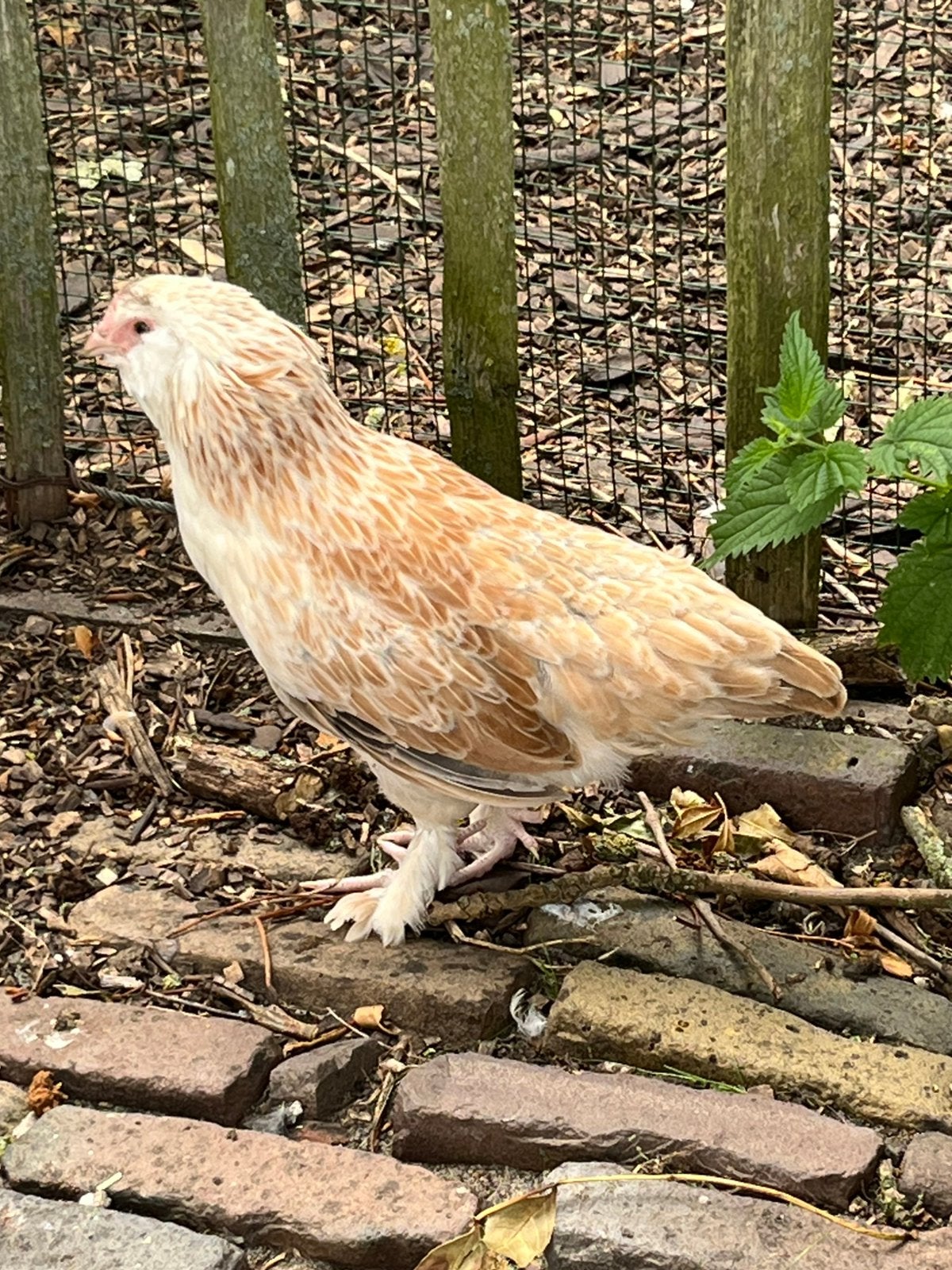 Faverolle kriel hen kuikens, Dieren en Toebehoren, Pluimvee, Vrouwelijk, Kip