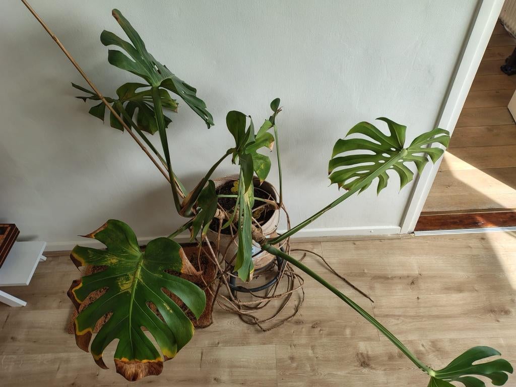 Monstera plant, Ophalen, Overige soorten, Volle zon