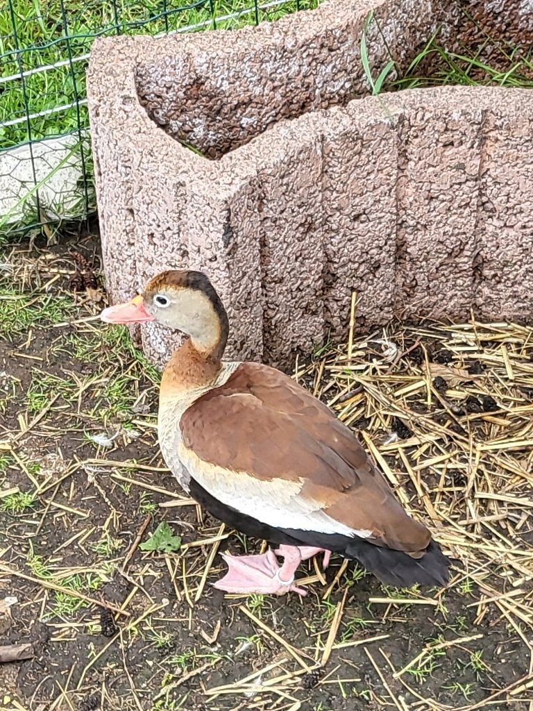 roodbekboomeend roodsnafelboomeend fluiteend boomeend eend, Dieren en Toebehoren, Pluimvee, Mannelijk, Eend