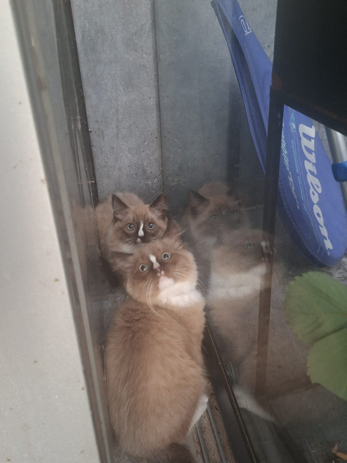 Ragdoll kittens, Kater