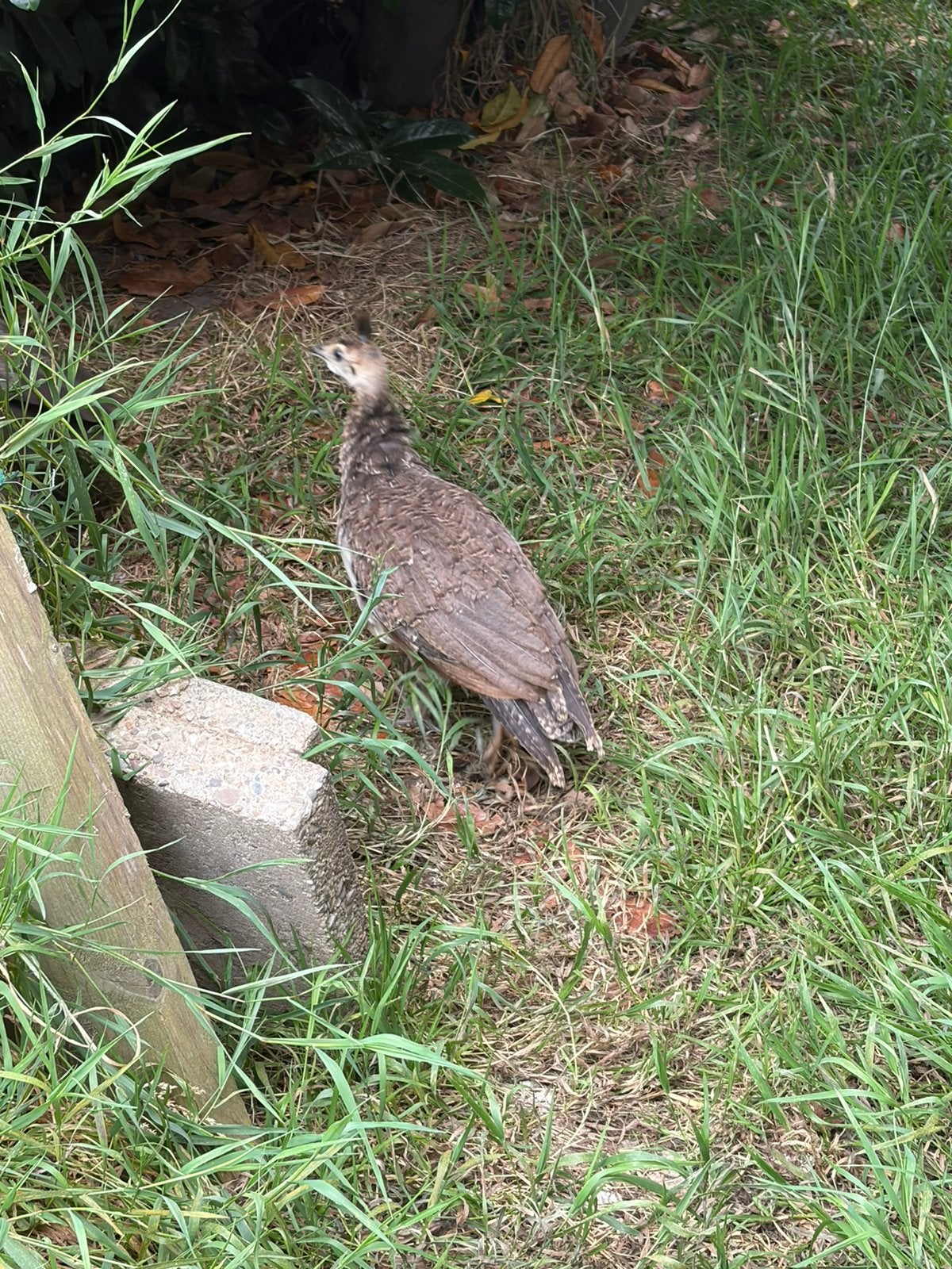 Pauwen jong, Dieren en Toebehoren, Pluimvee, Geslacht onbekend, Overige soorten