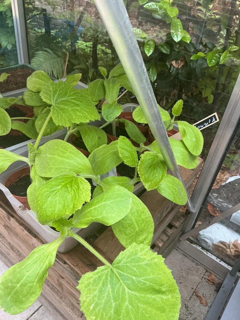 Courgetteplanten - Bol Courgette per plant, Ophalen, Volle zon, Groenteplanten, Eenjarig