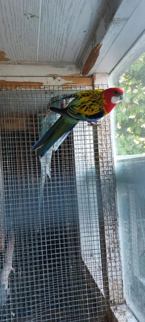 Mooie rosella man, Dieren en Toebehoren, Vogels | Parkieten en Papegaaien, Mannelijk, Parkiet, Geringd