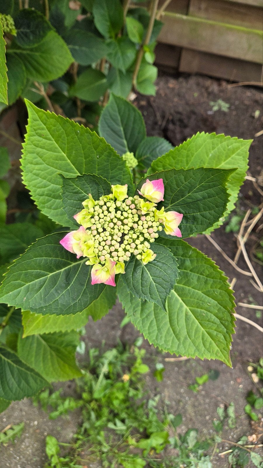 Hortensia's te koop, Tuin en Terras, Vaste plant, Halfschaduw, Zomer, Ophalen