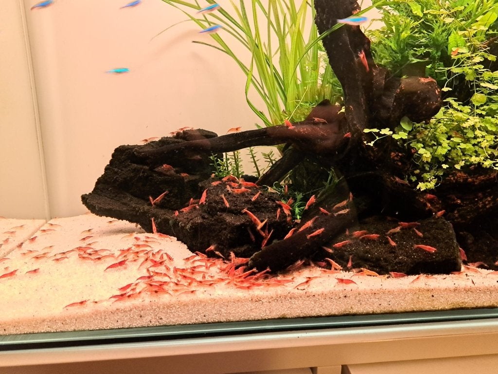 Neocaridina davidi – Vuurgarnaal, garnalen te koop, Dieren en Toebehoren, Kreeft, Krab of Garnaal, Zoetwatervis, Schoolvis