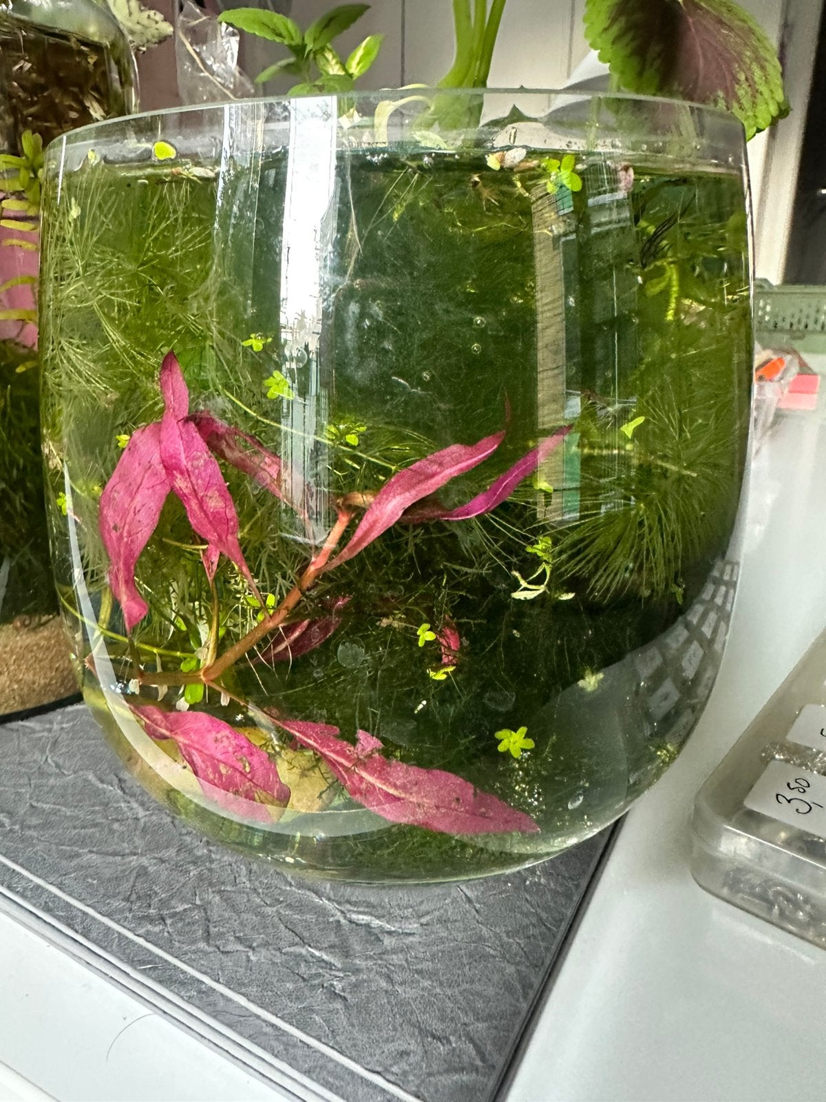 Aquarium plantjes ps. oa.Jademos,Anubia en Potho’s., Vis