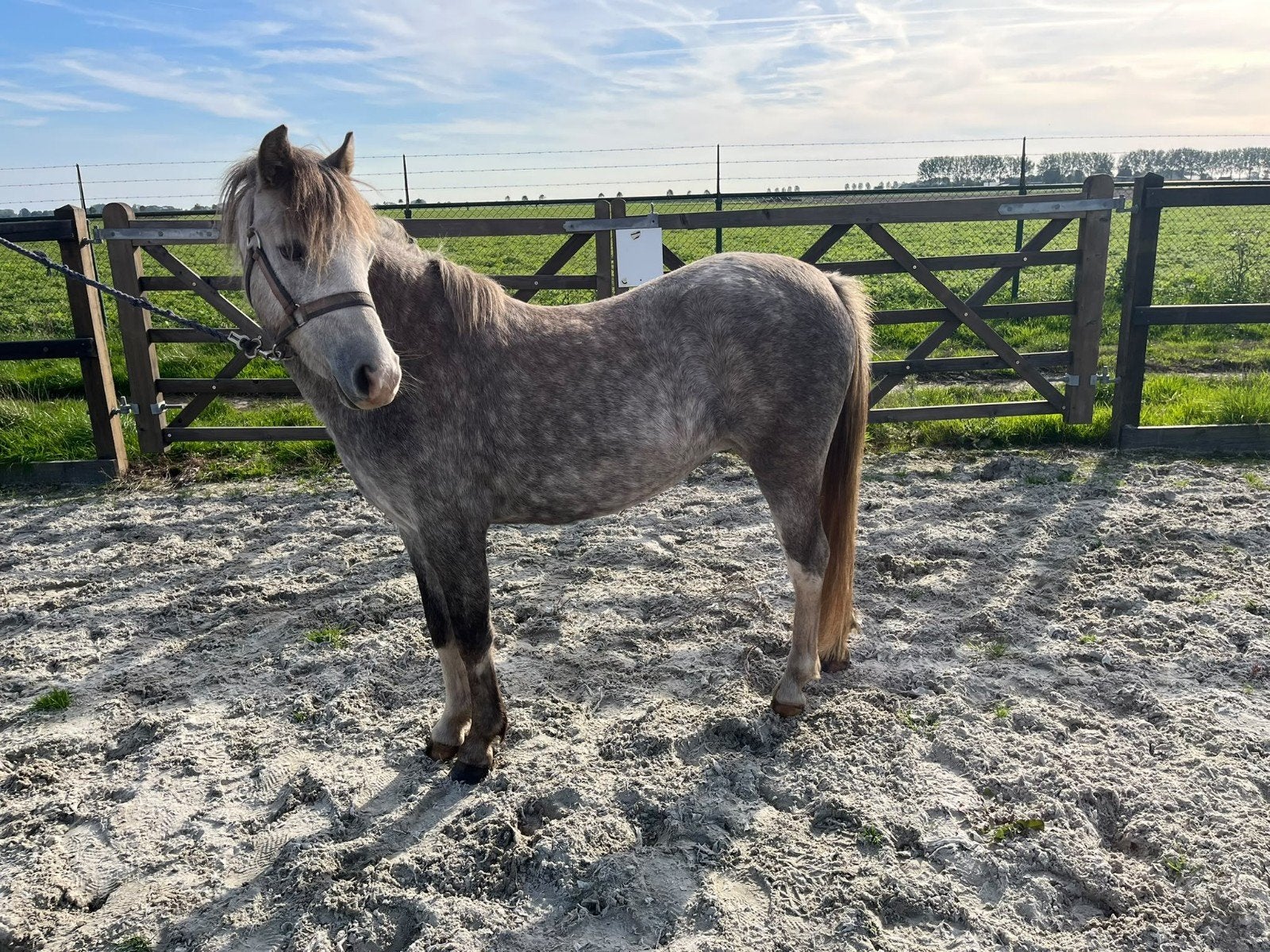 2 Welsh merrie's, Dieren en Toebehoren, Merrie, A pony (tot 1.17m), Met stamboom, 0 tot 2 jaar