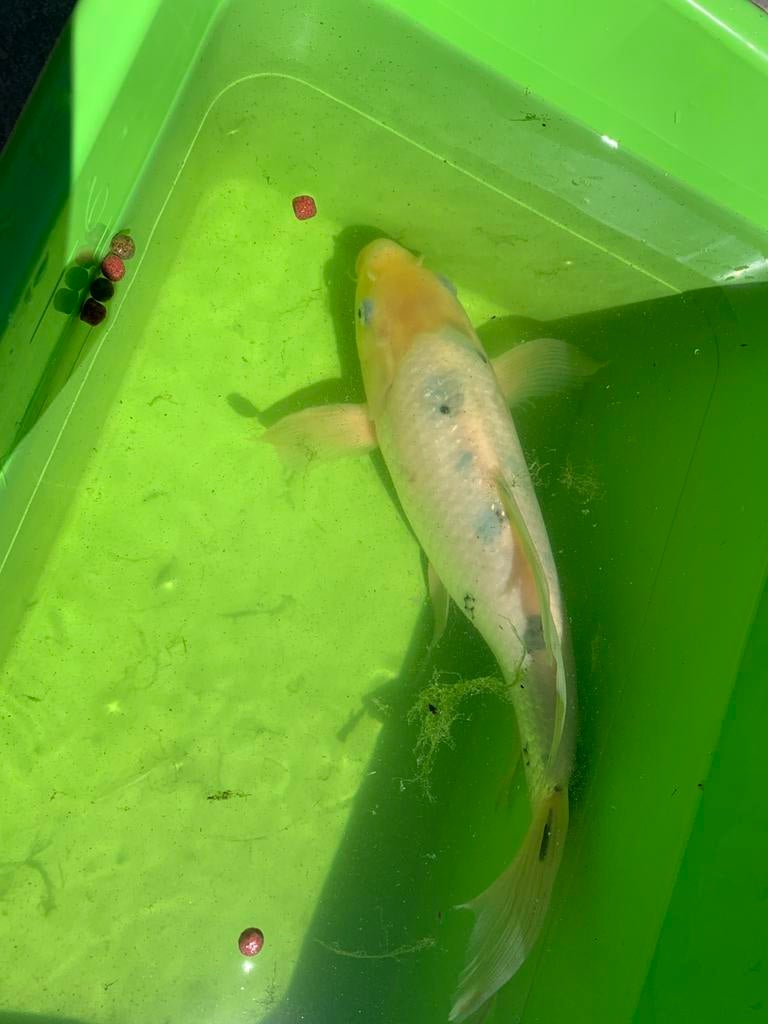 Mooie Shiro bekko koi karper 40cm, Dieren en Toebehoren, Vissen | Vijvervissen, Karper of Koi