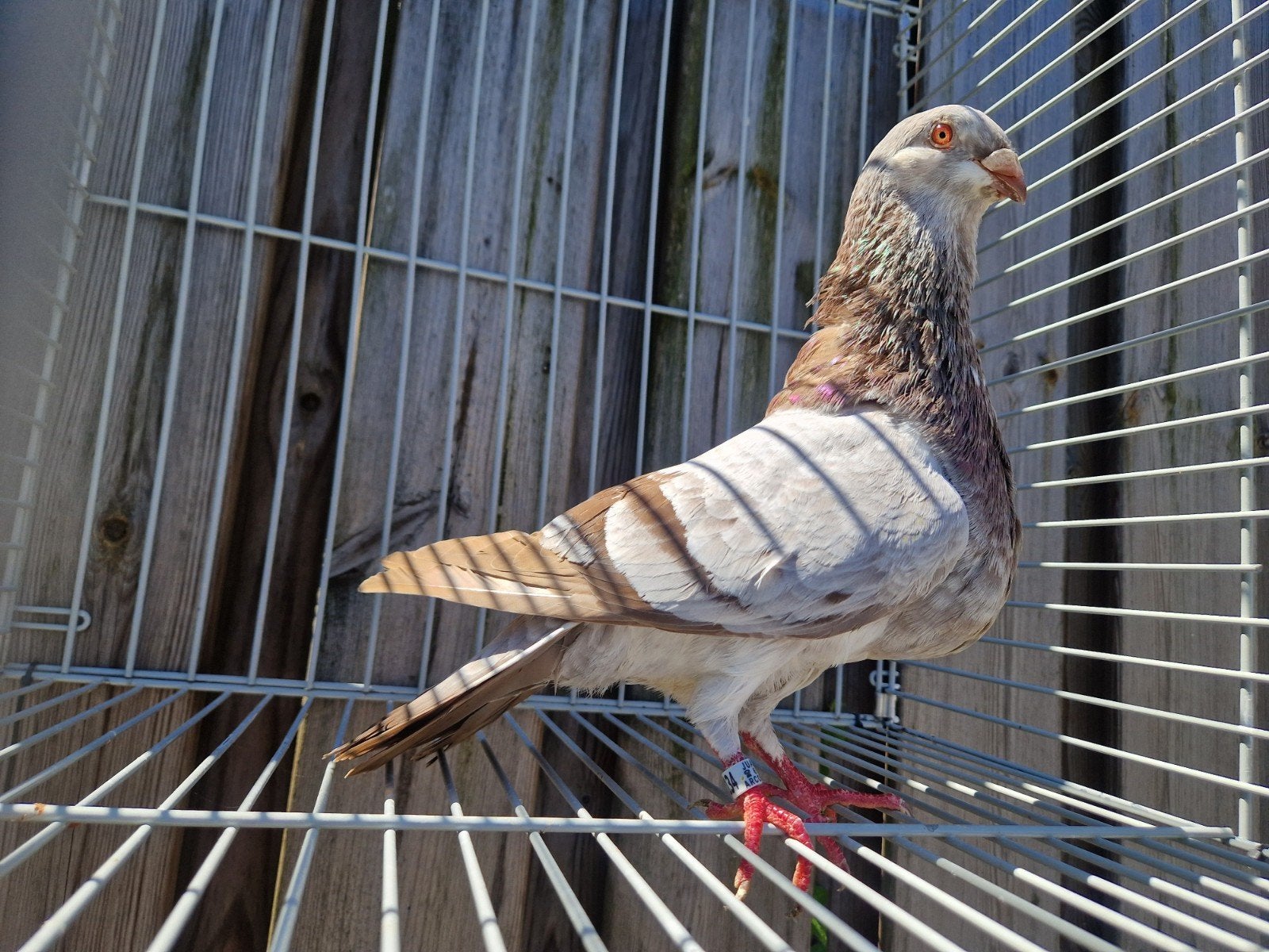 Jiennense de vuelo duivin import spanje, Vrouwelijk, Kropper