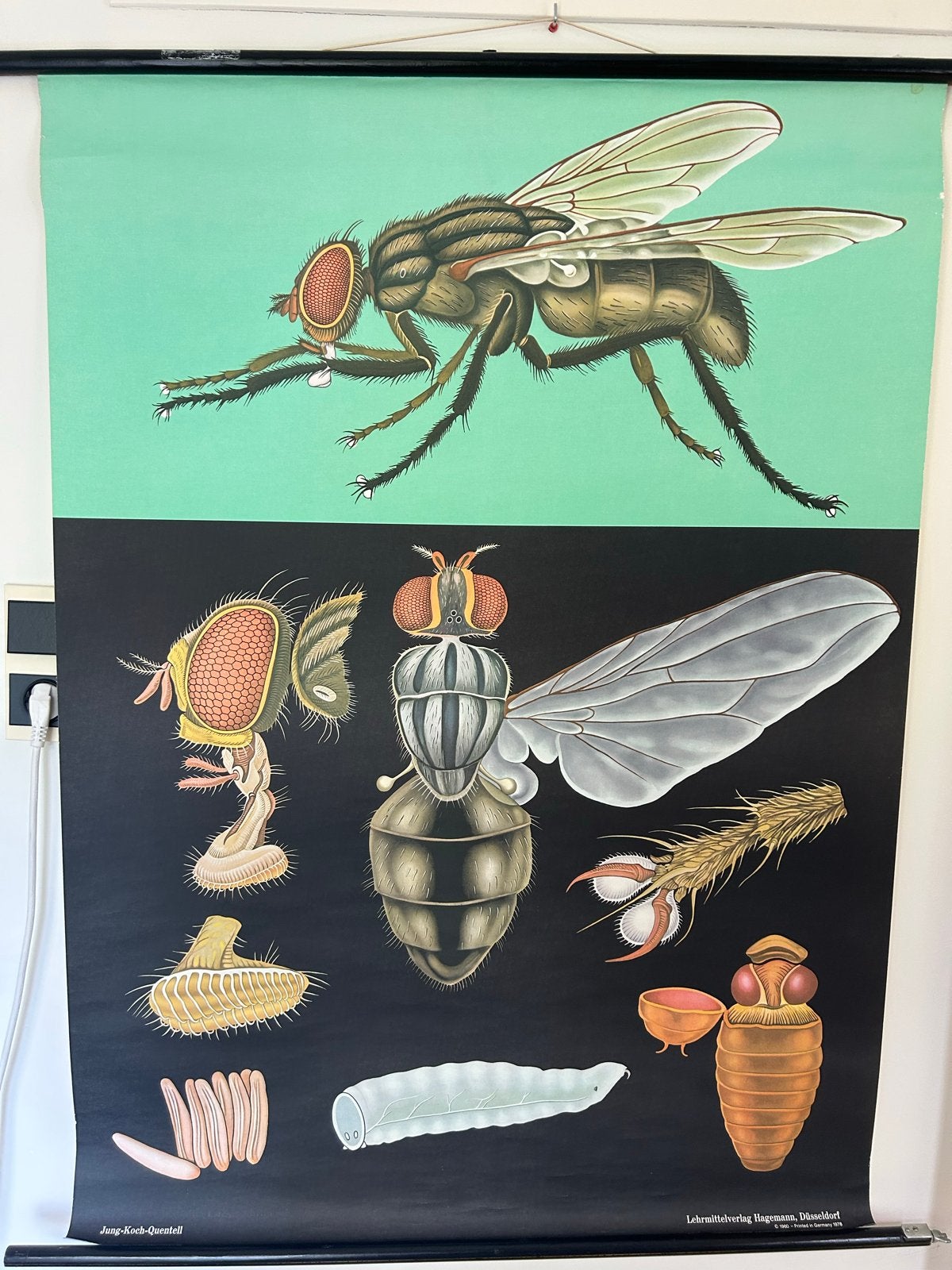 Schoolplaat: De Huisvlieg door Jung-Koch-Quentell, Ophalen of Verzenden, Natuur en Biologie