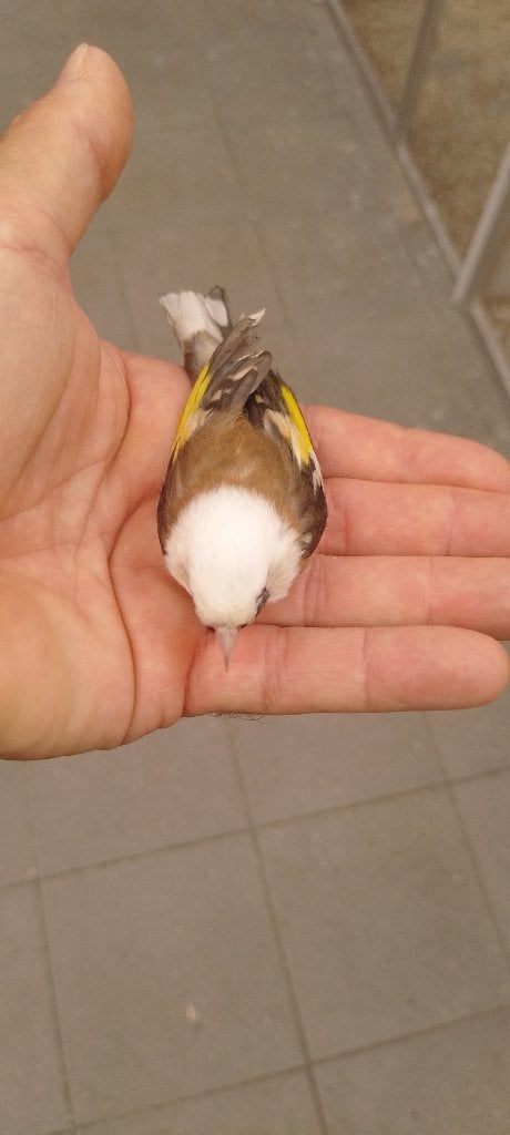 parva, Meerdere dieren, Kleurkanarie