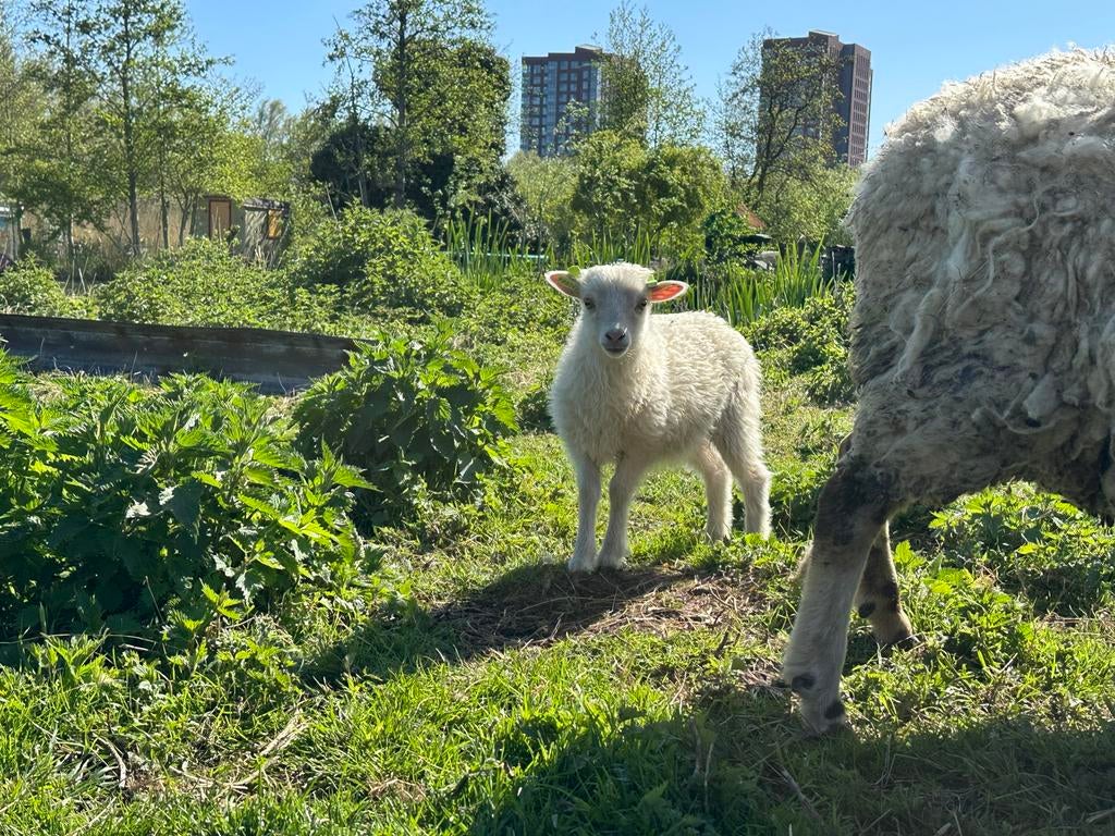 Ooilam mix, Vrouwelijk, Schaap