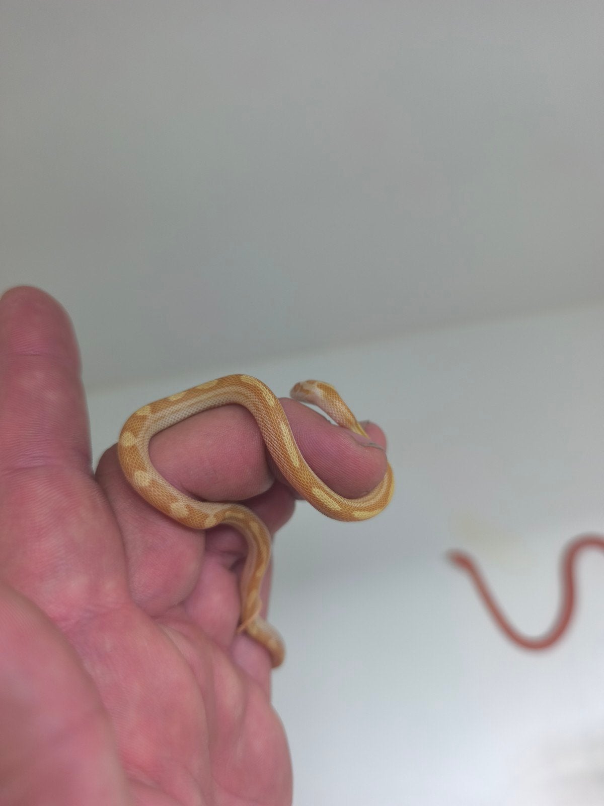 Jonge korenslangen te koop – diverse kleuren/patronen – eten Corn Snake photo 9